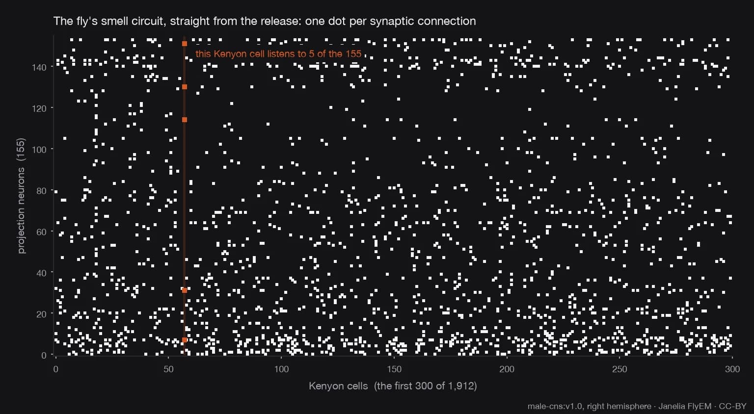 A dark scatter plot titled The fly's smell circuit, straight from the release: one dot per synaptic connection. The horizontal axis lists the first 300 of 1,912 Kenyon cells and the vertical axis the 155 projection neurons; white dots mark each connection, about six per column, scattered with no visible structure. One column is highlighted in orange with the caption this Kenyon cell listens to 5 of the 155. A footer credits male-cns:v1.0, right hemisphere, Janelia FlyEM, CC-BY.